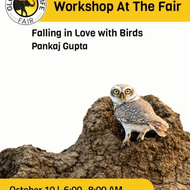 Falling in Love with Birds