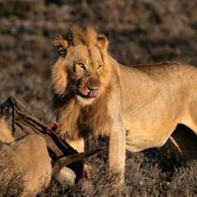 Gir National Park Safari: Book Now