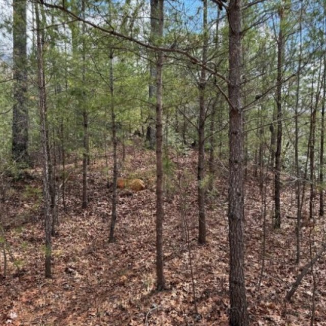 Affordable Land for Sale in the North Carolina Mountains - Compass Land Group