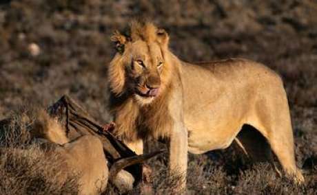 Gir National Park Safari: Book Now