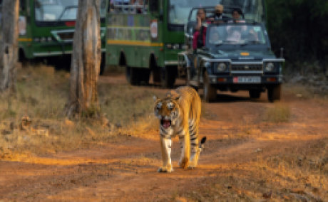 Tadoba 3 Nights / 4 Days Package with 3 Jeep Safari