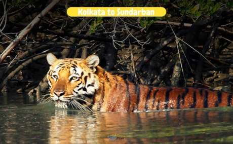 Kolkata to Sundarban by Cab