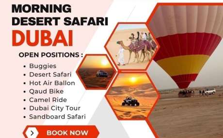 Camel Ride Adventures dubai +971555538395