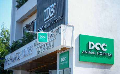 Best Pet Vet in Jaipur - DCC Animal Hospital