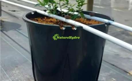 Plastic Berry Grow Pots Wholesale