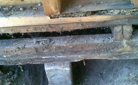 Pest Control Mill Park, Greensborough | Termite Control & Inspections