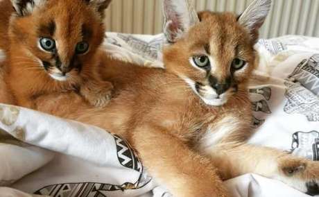 Tamed Exotics cats. (Ocelots, Caracals and F1 - F3 savannah and Serval)