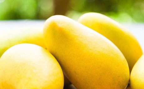 Sweet & Tangy Mango Plants for Sale - Celgen Biotech