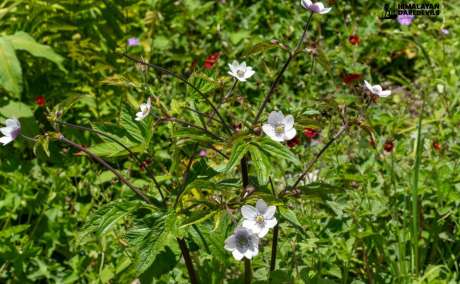 Valley Of Flowers Trek: A Paradise On Earth