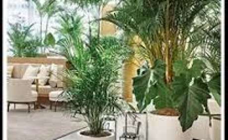 Buy Artificial Tree from No1. Manufacturers in India