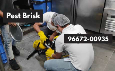 Pest Brisk: Expert Termite Control Delhi NCR | Stop the Silent Destroyers