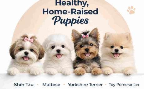 Healthy & Ethically Bred Puppies for Sale in Bangalore - Contact Aubree Today!