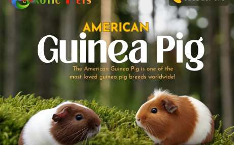 Guinea Pig for Sale in Kanpur
