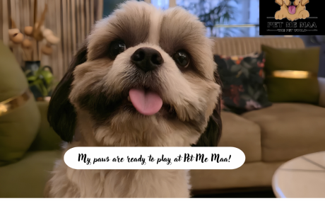 Dog Boarding Noida | Leave Your Pet with Pet Me Maa