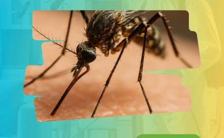 Pest Control Service in Gurgaon (Gurugram)