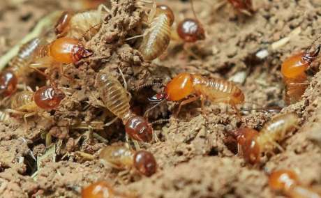 Termite Treatment