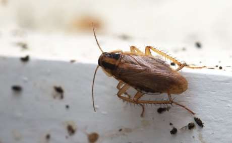 Cockroach Control