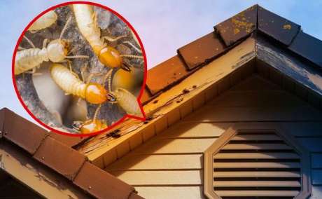Termite Service