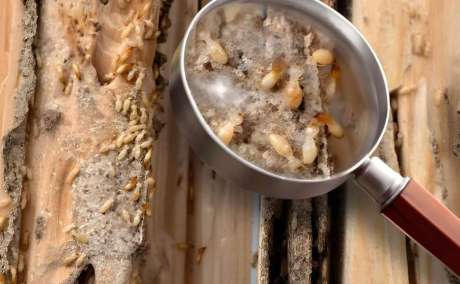 Termite Control Service In Karachi