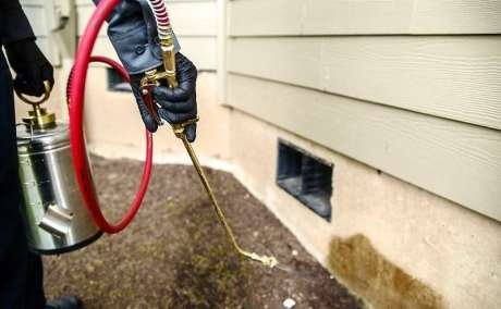 Termite Spray